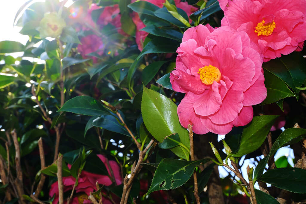 綺麗な花