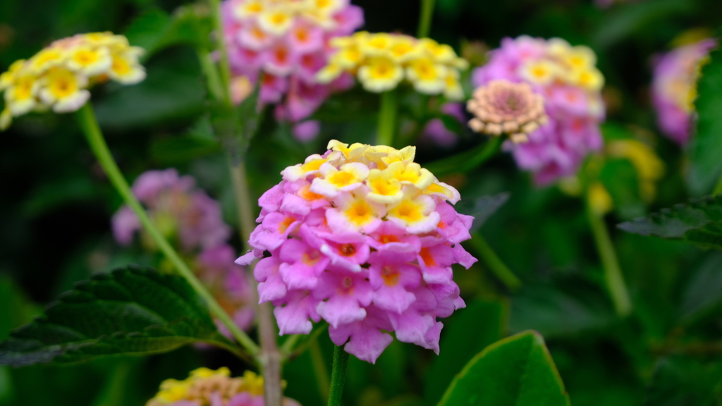 雨と紫陽花