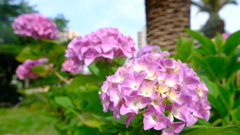 本日の紫陽花