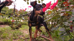 愛犬と赤い花