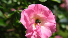 虫と花
