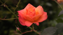 花と雫