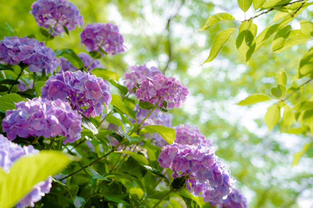 紫陽花日和