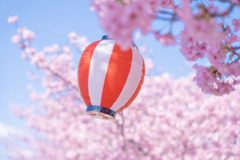 春の幕開け桜