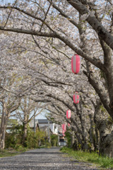 桜が導いてくれる