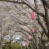 桜が導いてくれる