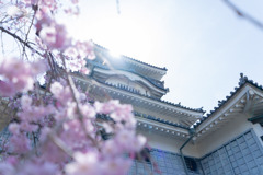 城、桜を添えて