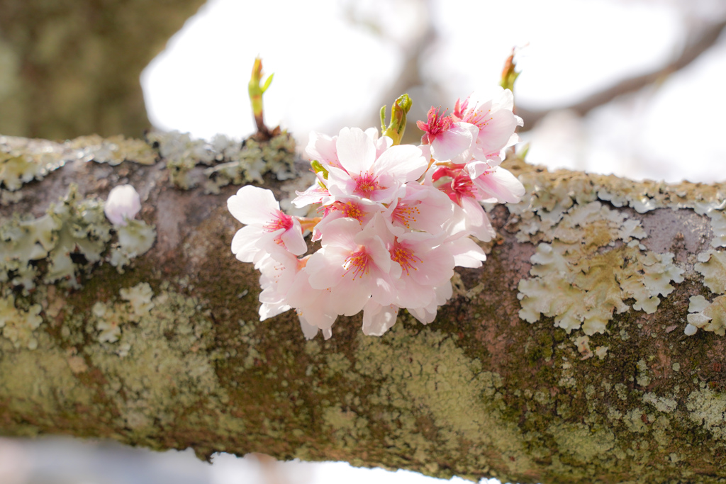 短い枝にもしっかりと桜