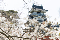 城、桜を添えてその弐