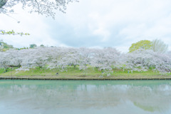 川、桜、空