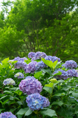色鮮やかに紫陽花