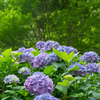 色鮮やかに紫陽花