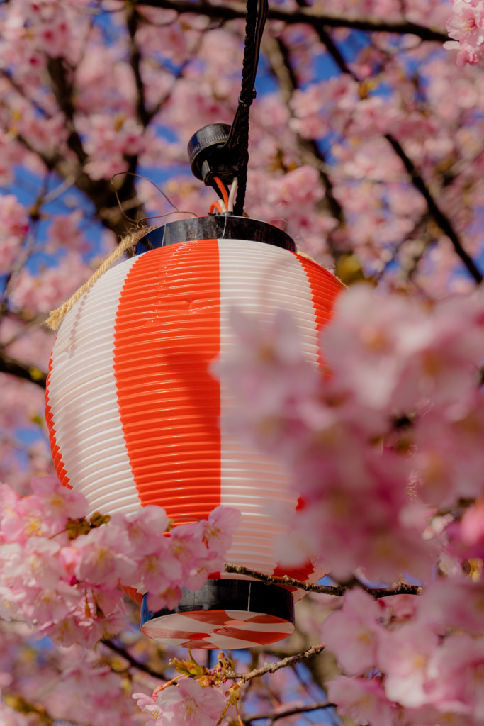 提灯の桜化粧