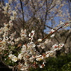 梅が呼ぶ春