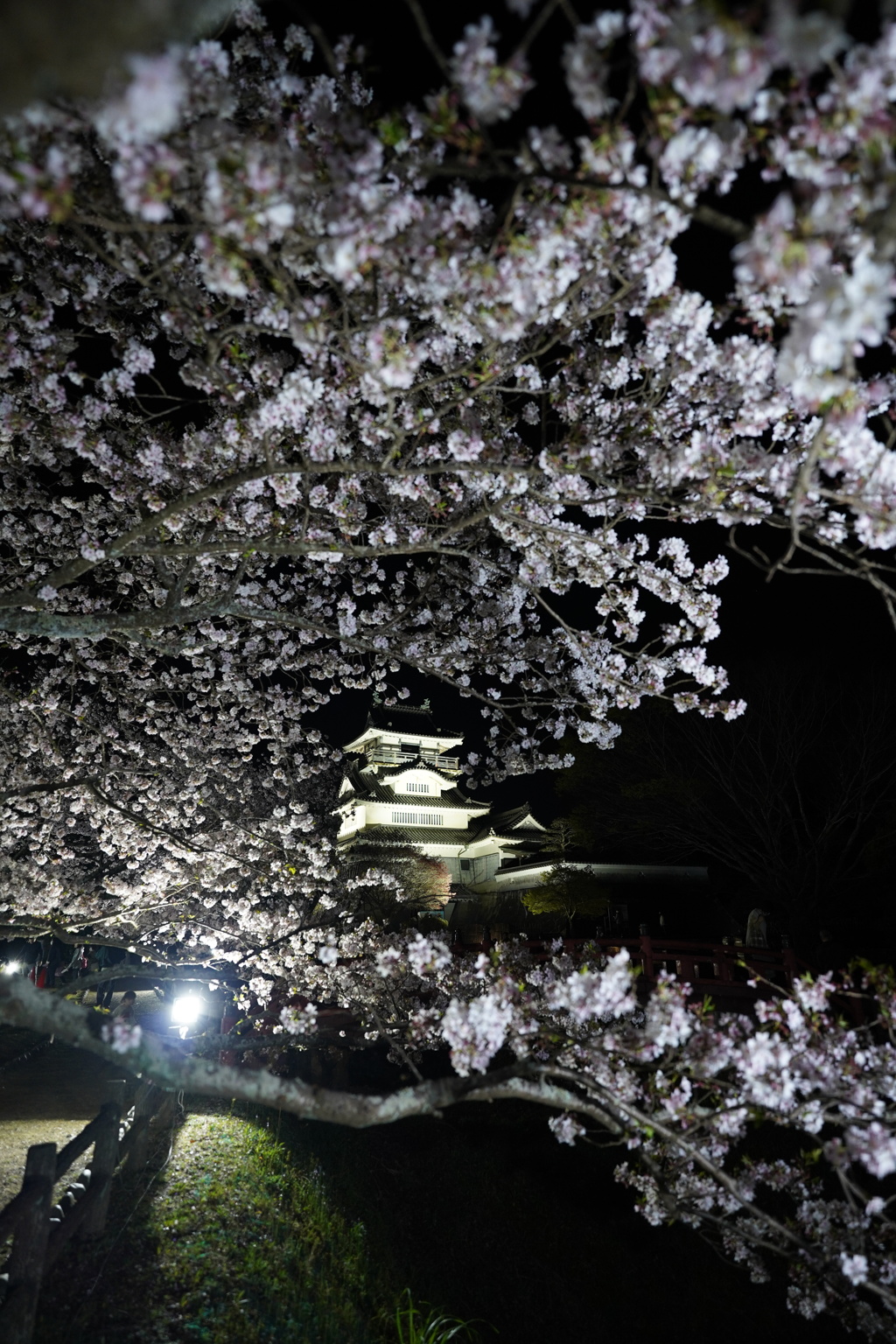 夜桜に導かれし城