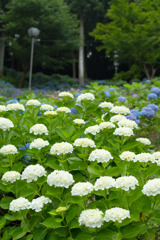 紫陽花の白が映える
