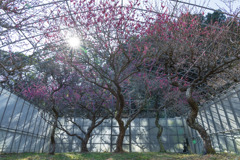 日差し暖かに梅鮮やかに