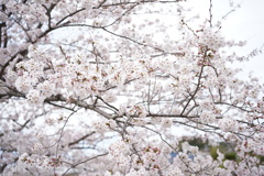 今年も桜咲く