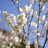 梅が呼ぶ春