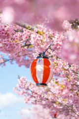 桜に染まる令和7年
