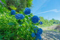 紫陽花とひこうき雲