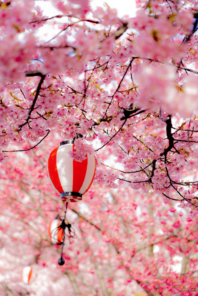 桜に染まるまつり