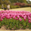 吉田公園チューリップまつり