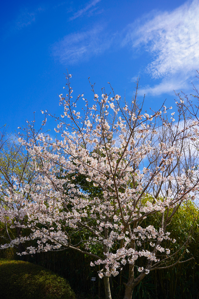 今年も桜が艶やかに