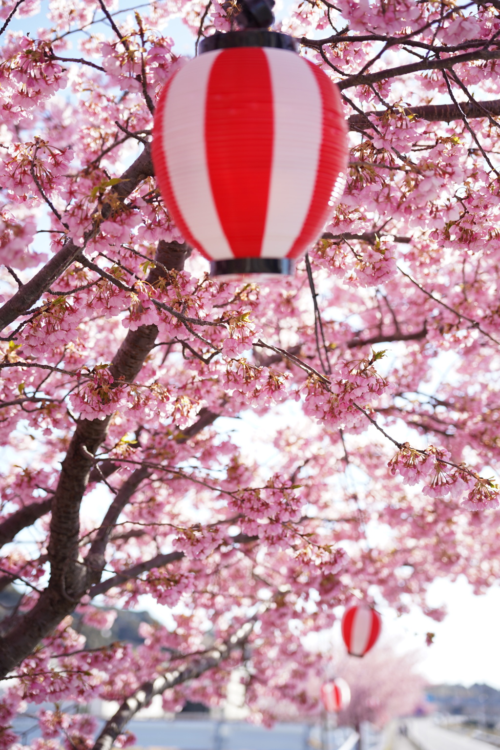 桜並木に導かれて