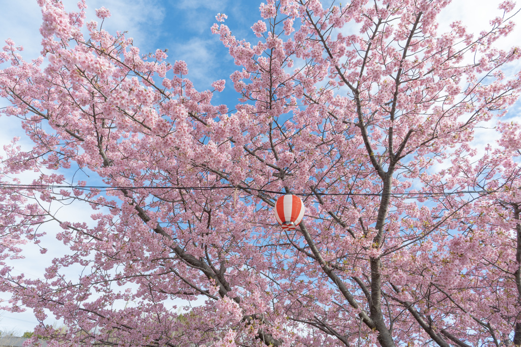 空の青と桜のピンクと提灯の赤