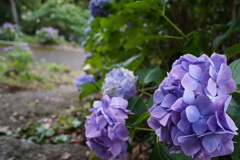 紫陽花が導く