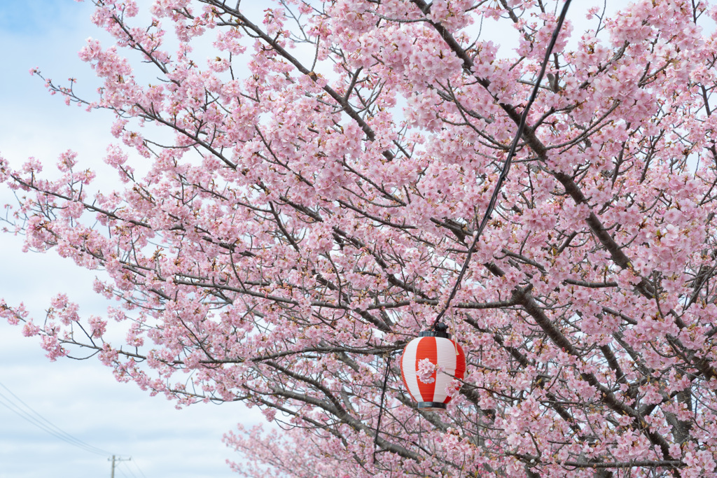 桜色に包まれる祭り