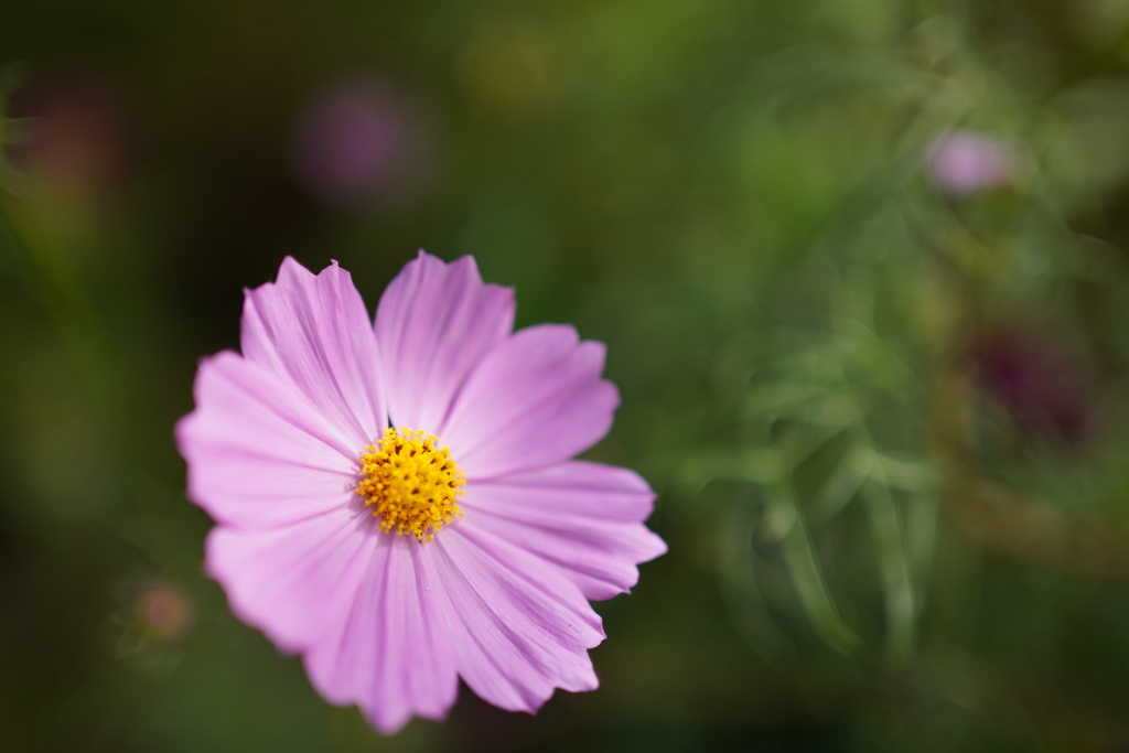 秋桜