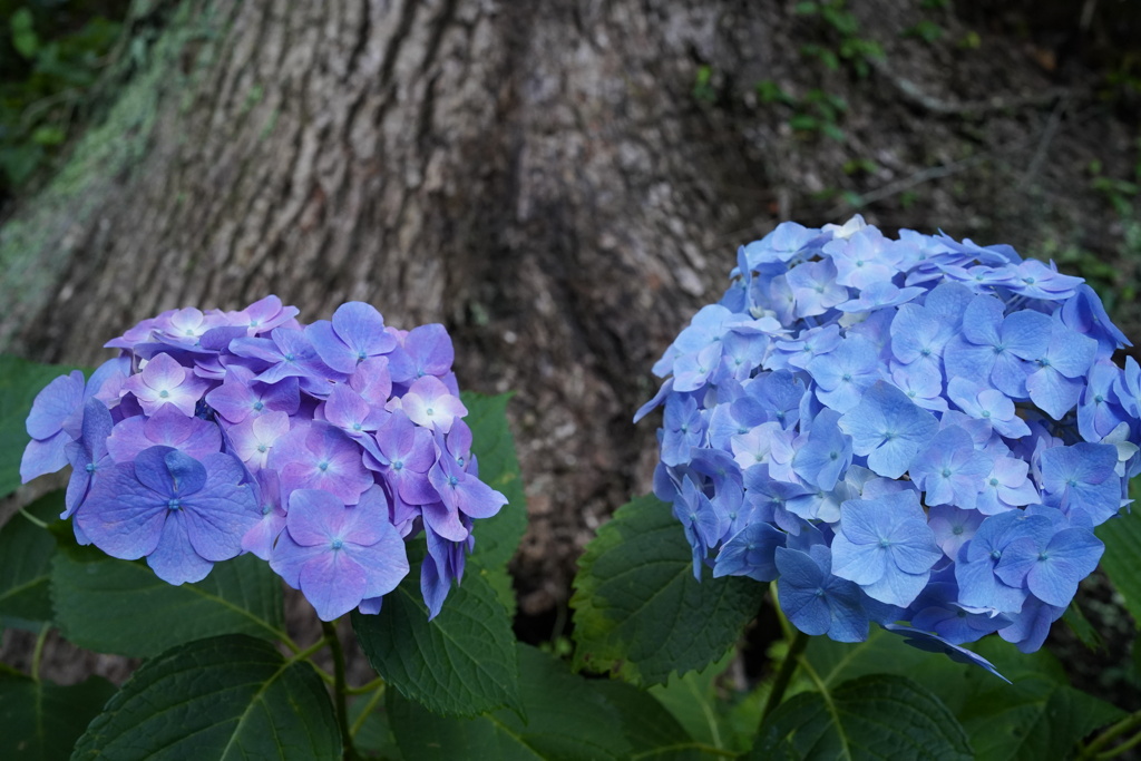 「紫陽花」という生命(いのち)