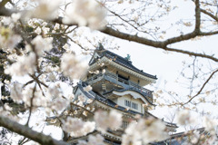 城、桜を添えてその参