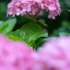 紫陽花の扉