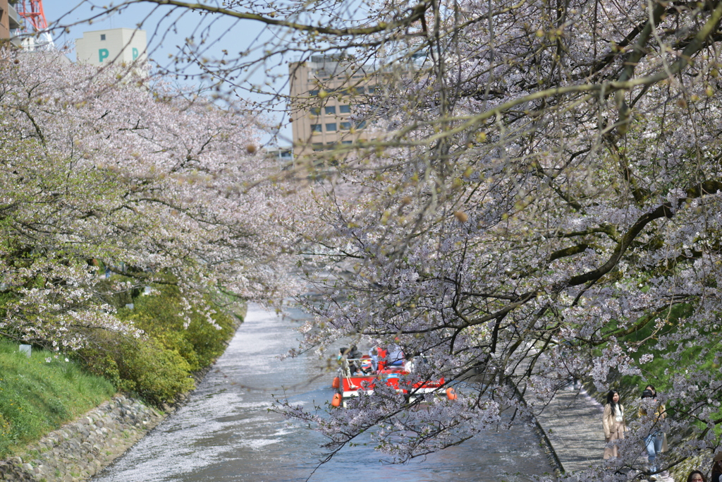 松川べりの桜