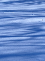 樹影の雪原