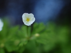 蒼に咲く