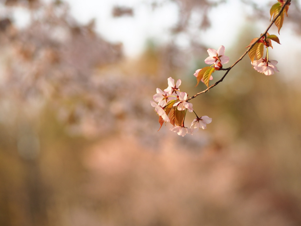 終わりの桜