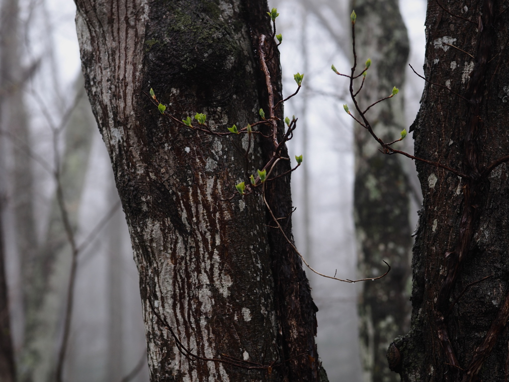 芽吹きの森
