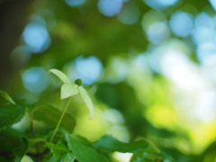 薔薇園の山法師