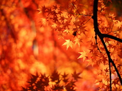 煌紅