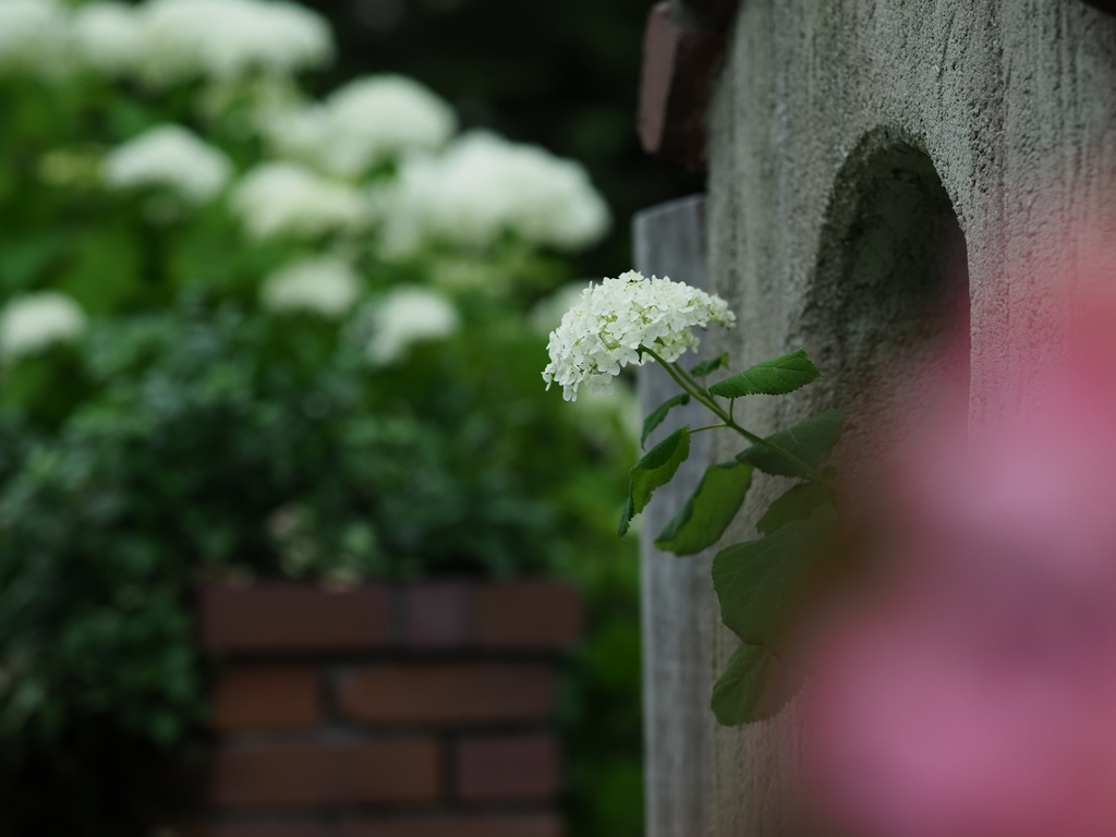 薔薇園へようこそ