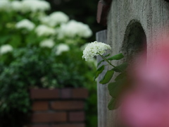 薔薇園へようこそ