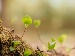 芽吹く森