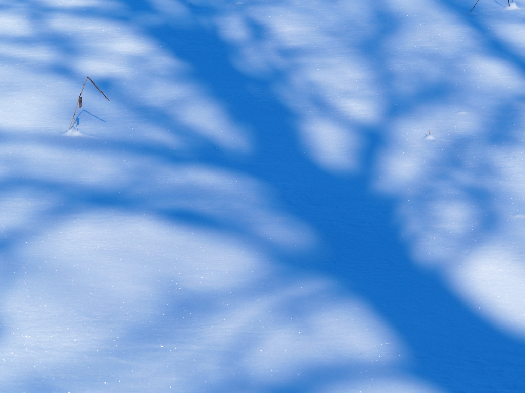 雪の罔両