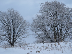 着雪の木