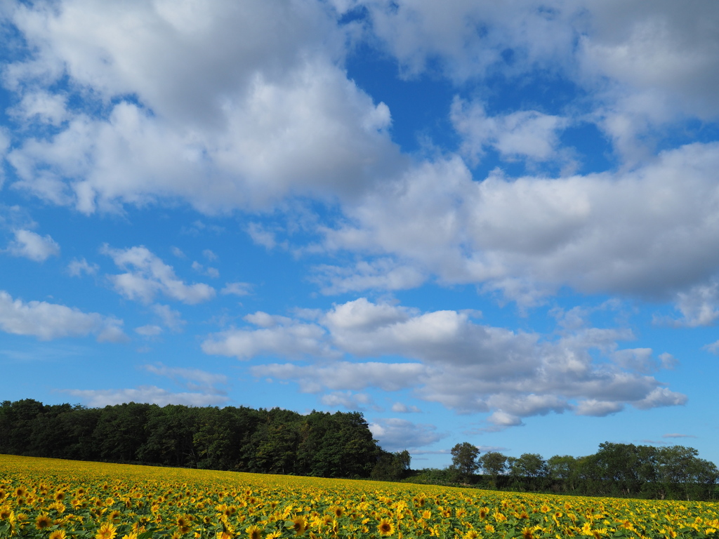 秋空と向日葵