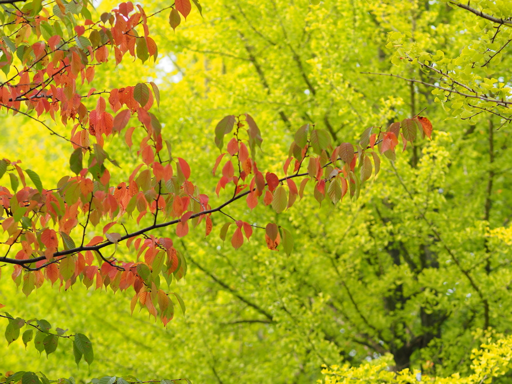 さくらといちよう